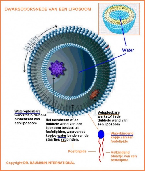 Dwarsdoorsnede van een liposoom